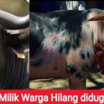 Menjelang Lebaran 2 Ekor Kerbau Dan Sapi Milik Warga Kec Tanah Laut Dibawa Kabur Maling